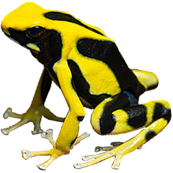 Regina Poison Dart